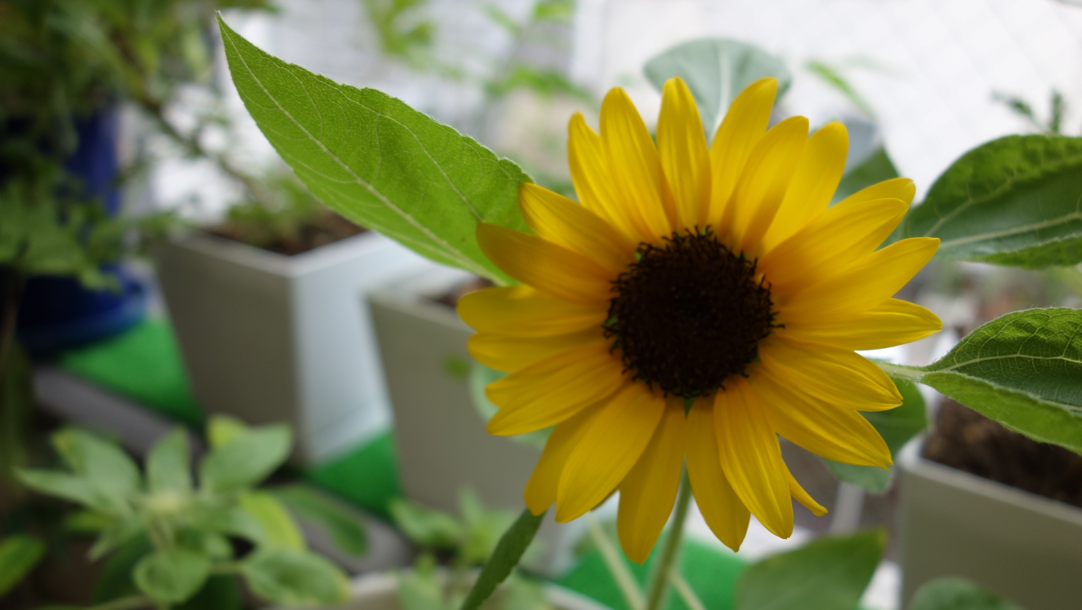 🌻向日葵