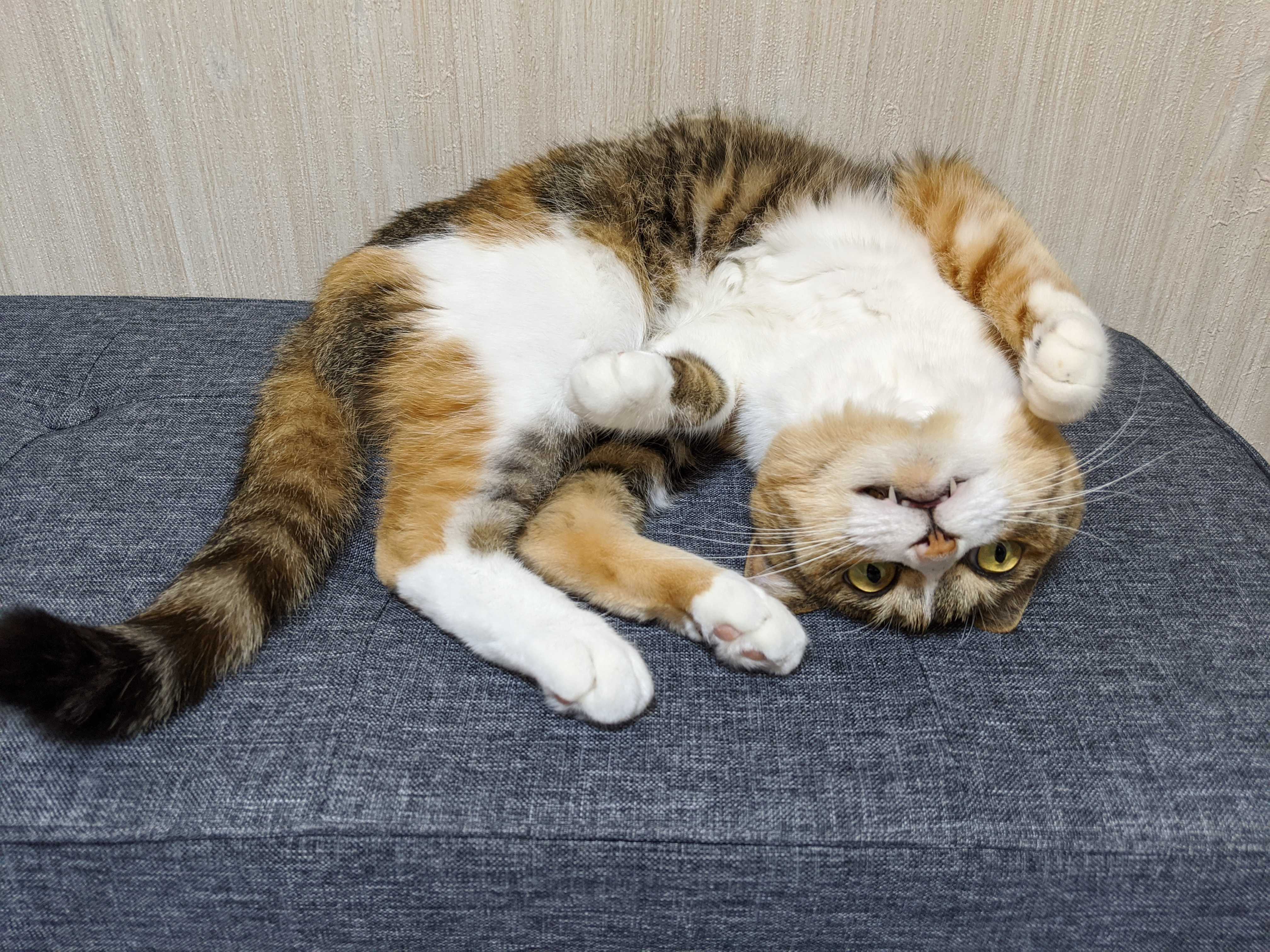 究極の癒やし！社員が飼っている「我が家自慢のペット」が大集合しました🐶😼🐠