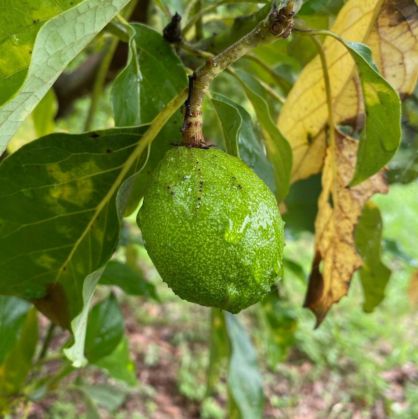 インターマン農園のアボガドも実をつけました。