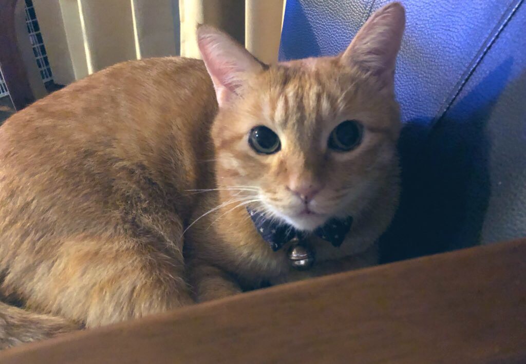 愛媛県在住、元病院管理栄養士で現在デイトレーダーをしています。自宅でできる仕事も探しています。