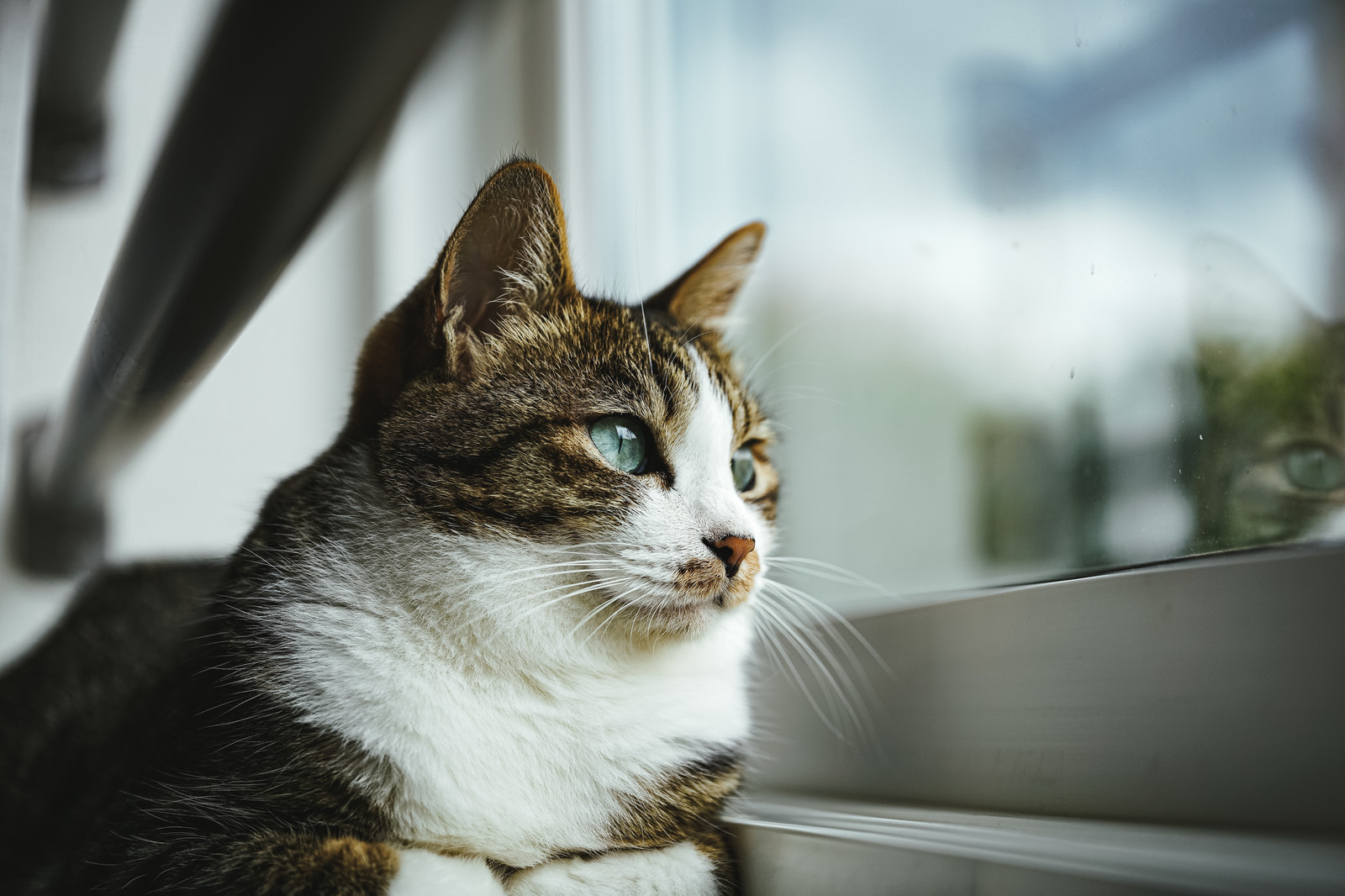 福岡で新たに始める猫の避妊去勢手術の専門病院