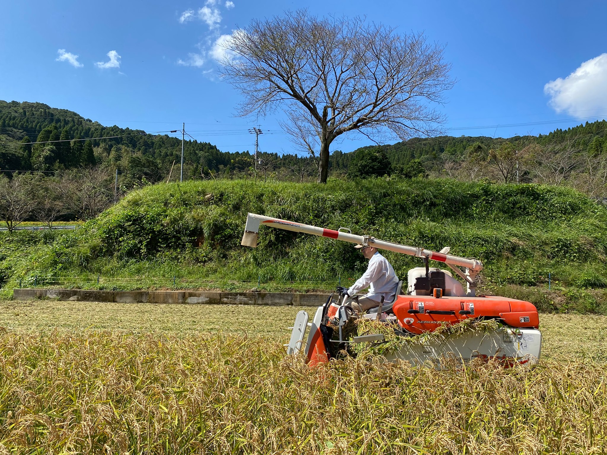 インターマン農園、いよいよパエリア米の収穫始まりました！