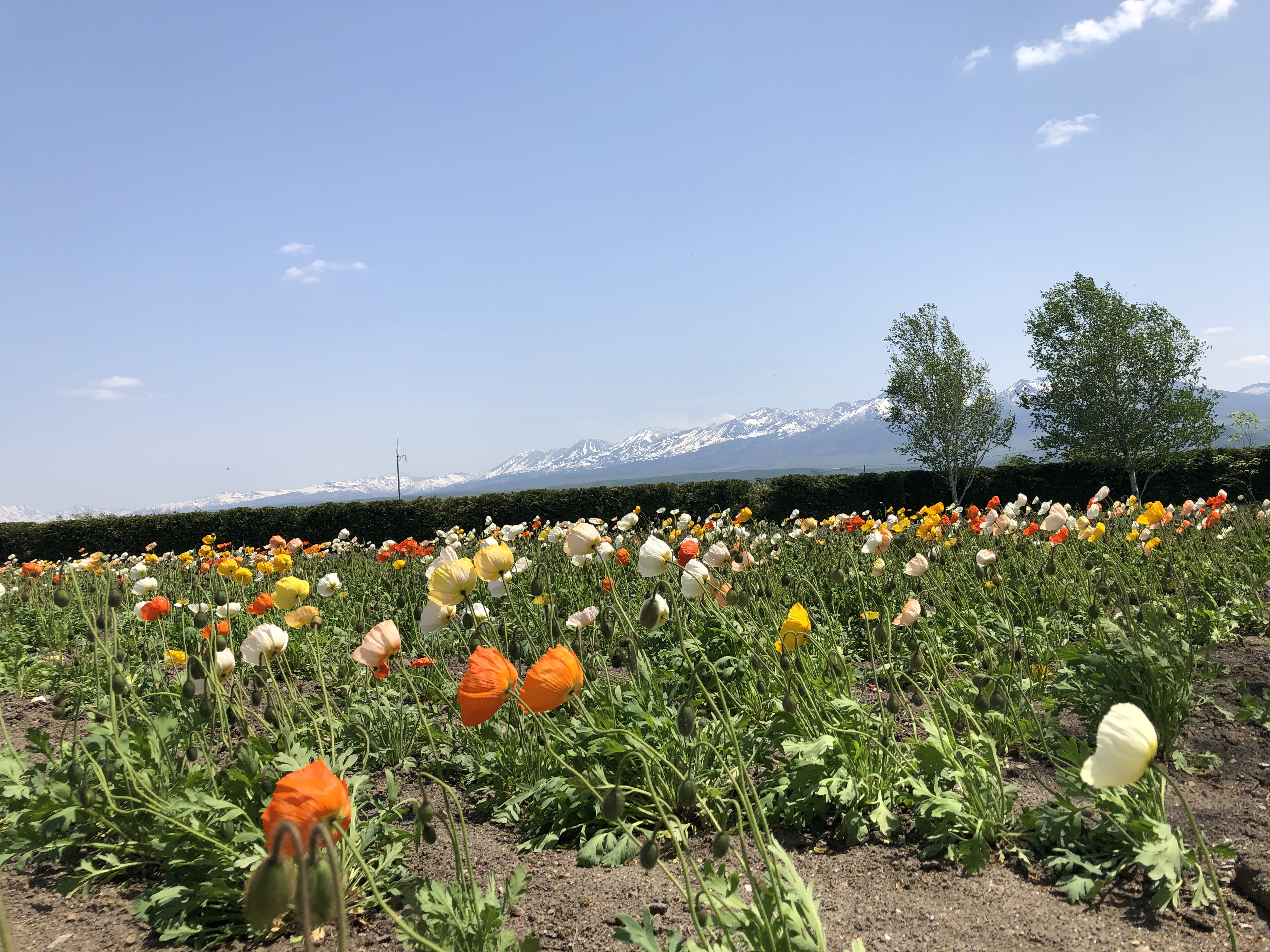 地方勤務制度の条件を変更致しました