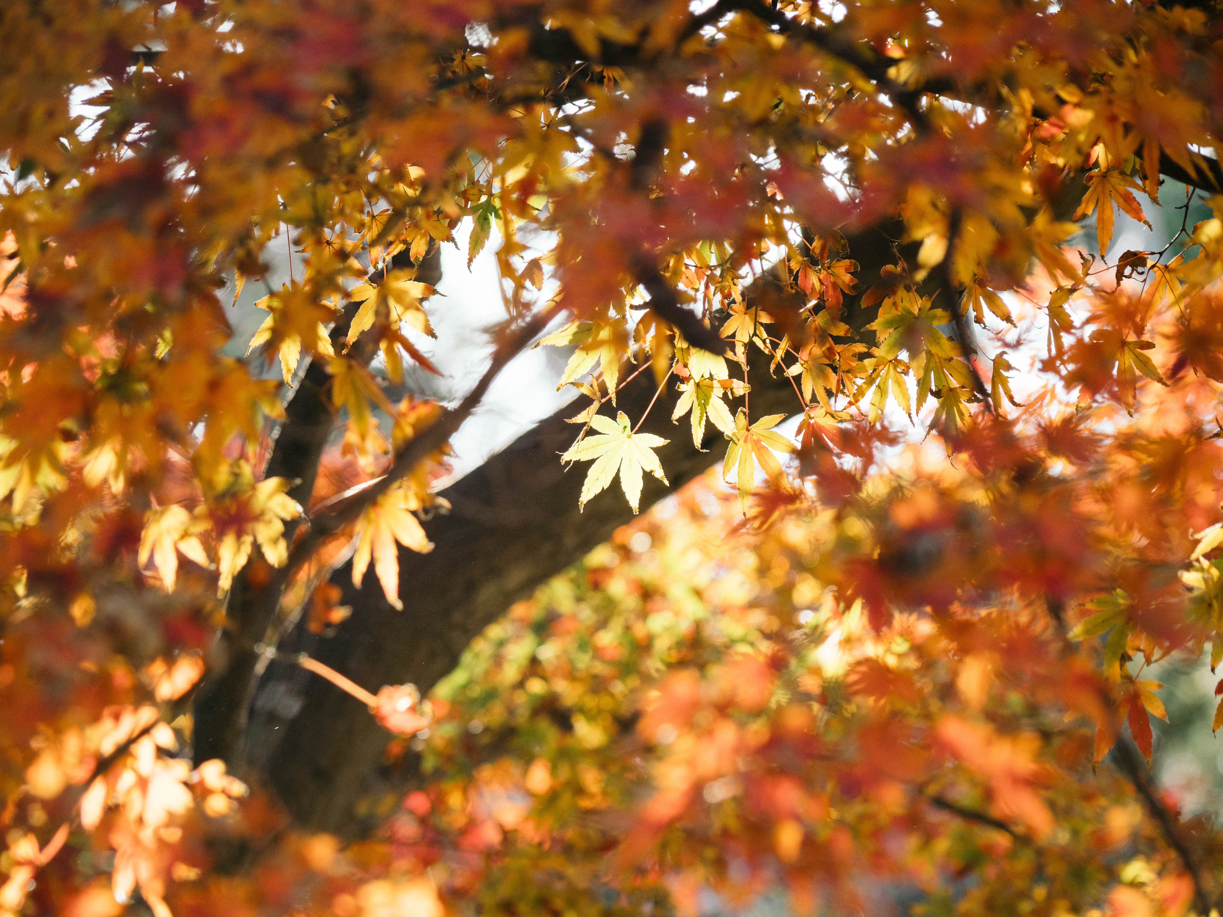 【人事のつぶやき】遠出をしない休日。近場の紅葉をみにいってきました！