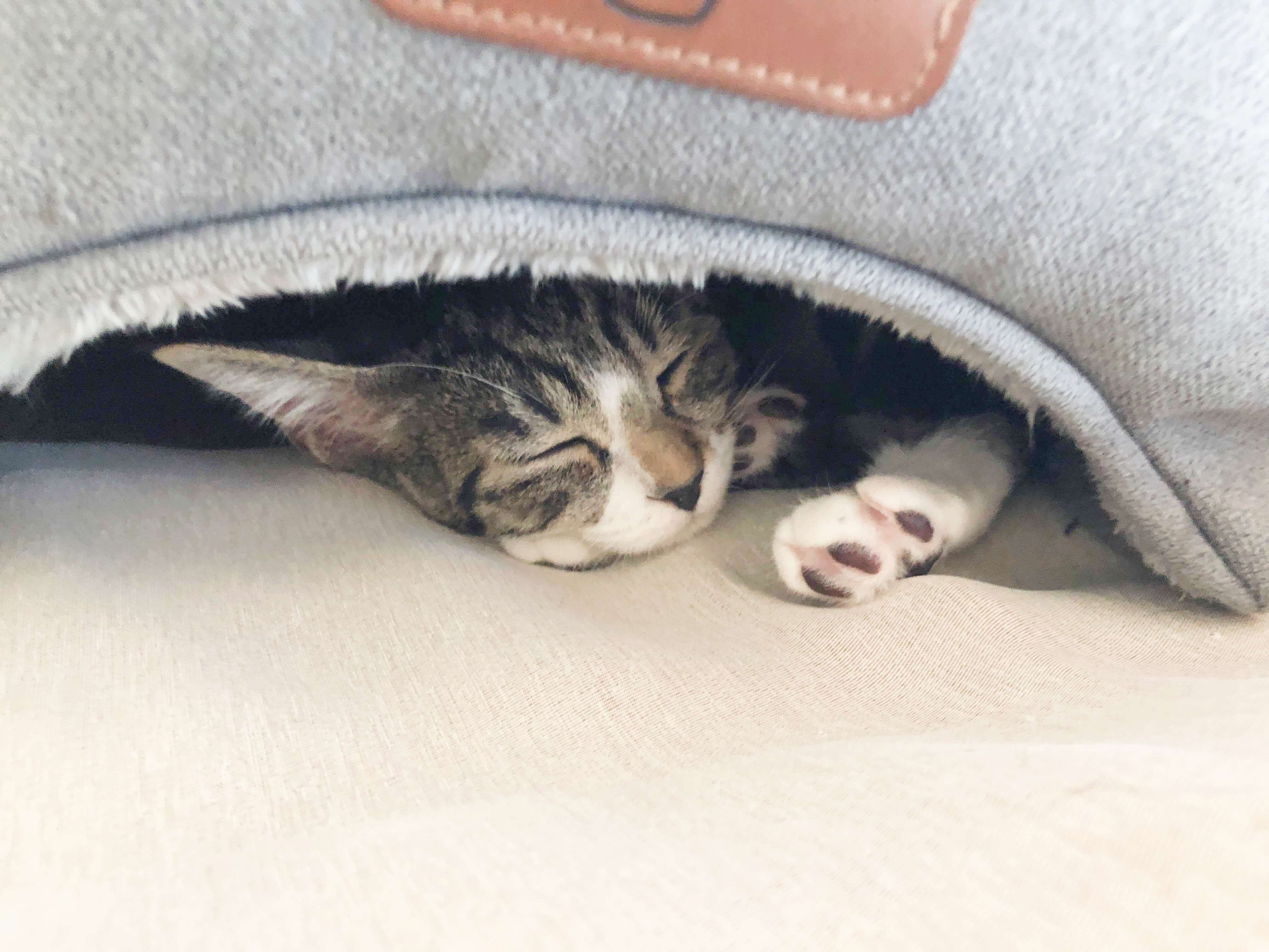 【働き方紹介】1日5回、子猫にウェットフードをあげられる“ウルトラリモート”