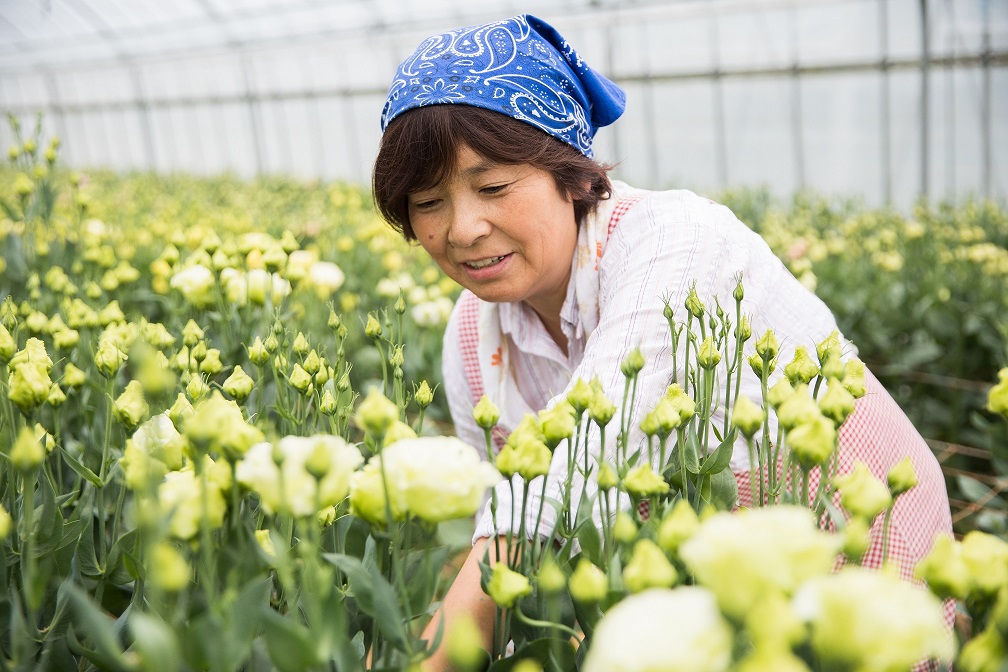 先輩就農者の声　トルコギキョウ栽培農家さん