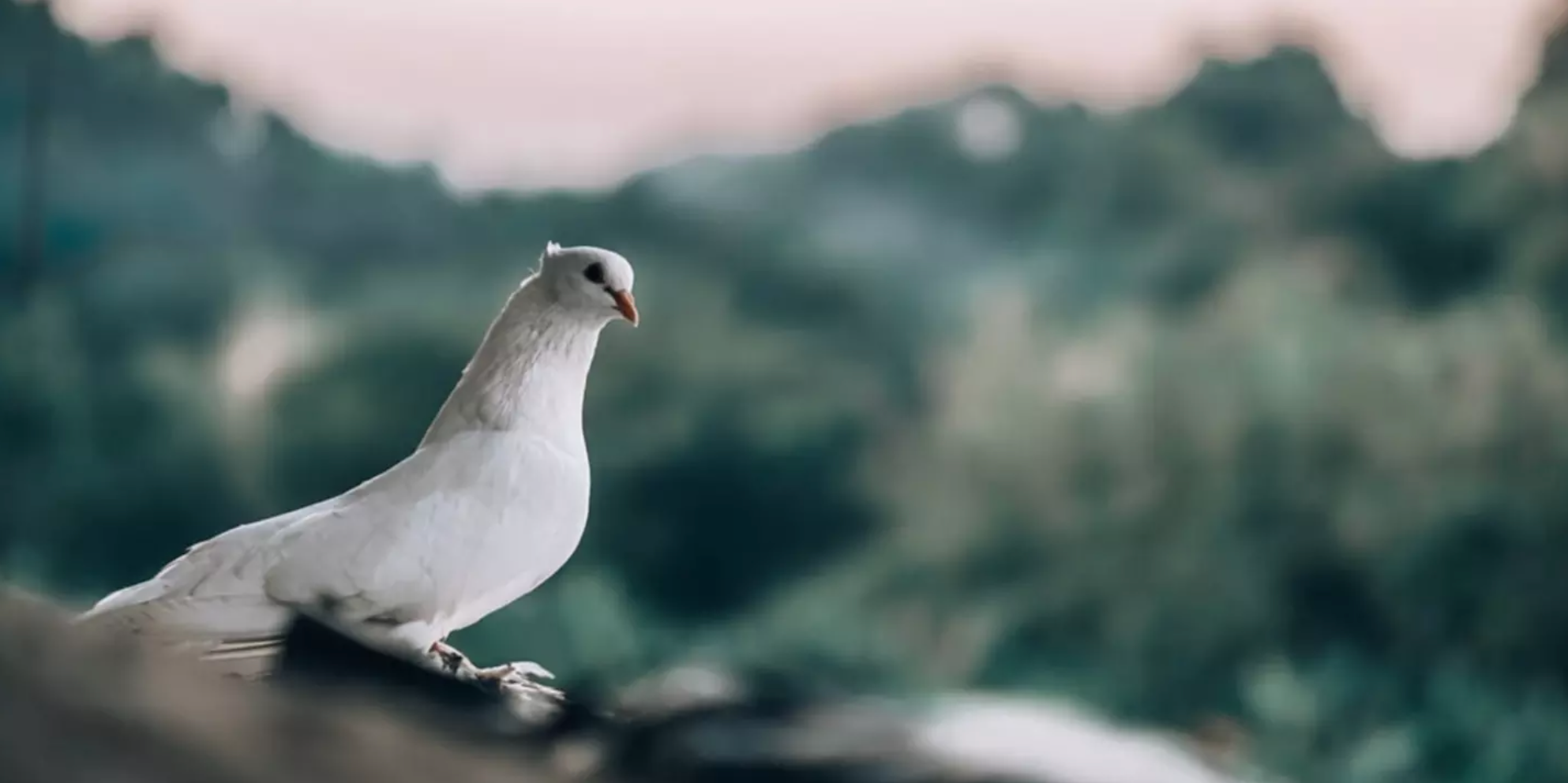 4-bird-personality-types-you-need-to-know-for-workplace-success