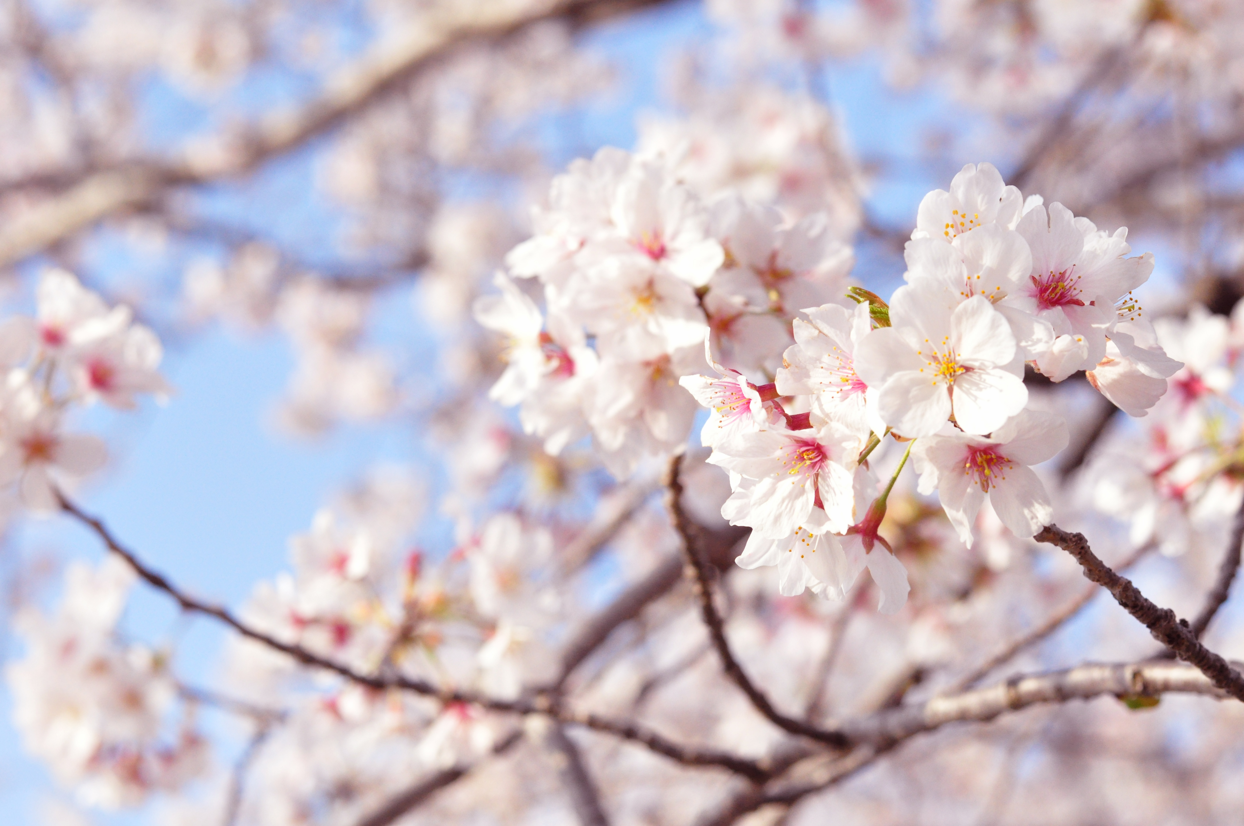 桜の季節