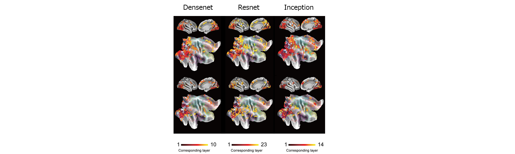 脳を使った人工知能の情報表現の可視化
