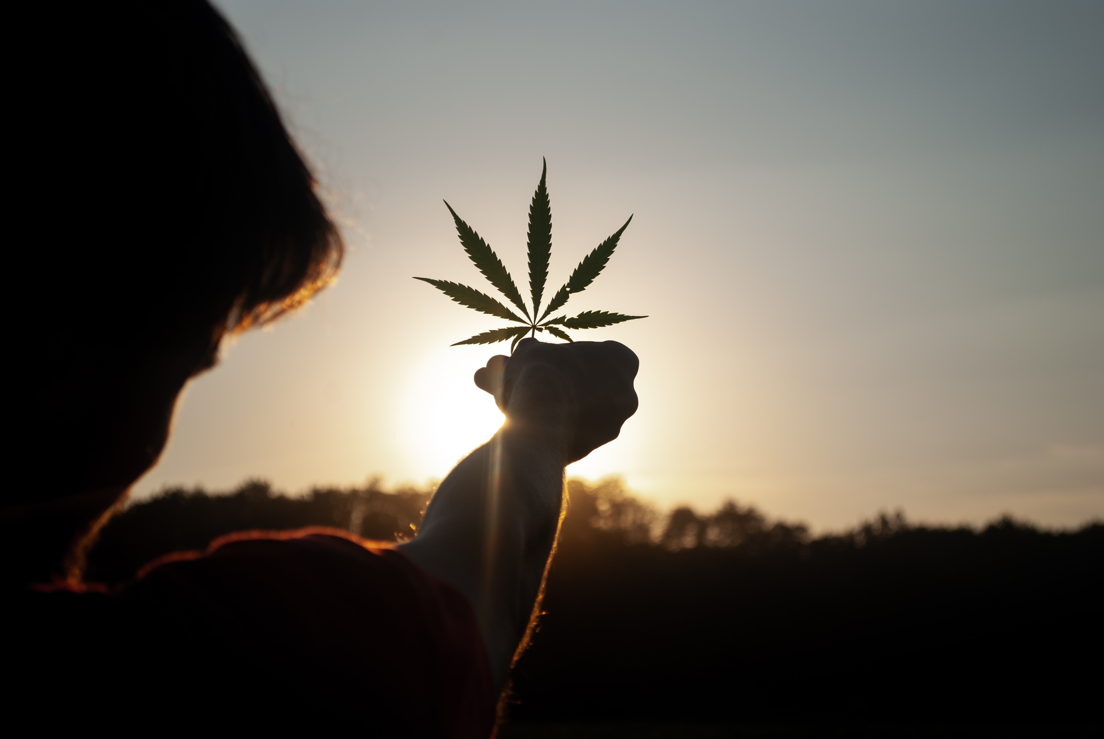 The Challenges Within Medical Cannabis Legalization