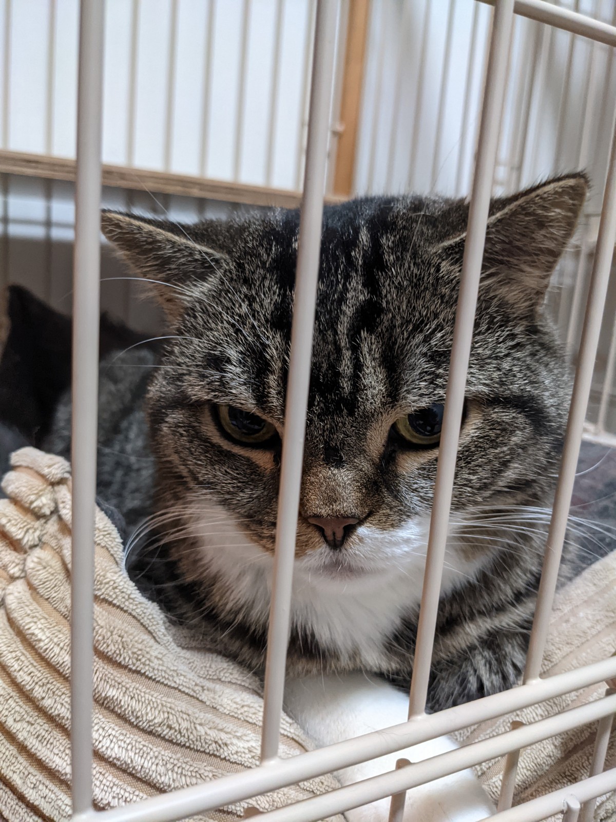 犬と猫のいる暮らし