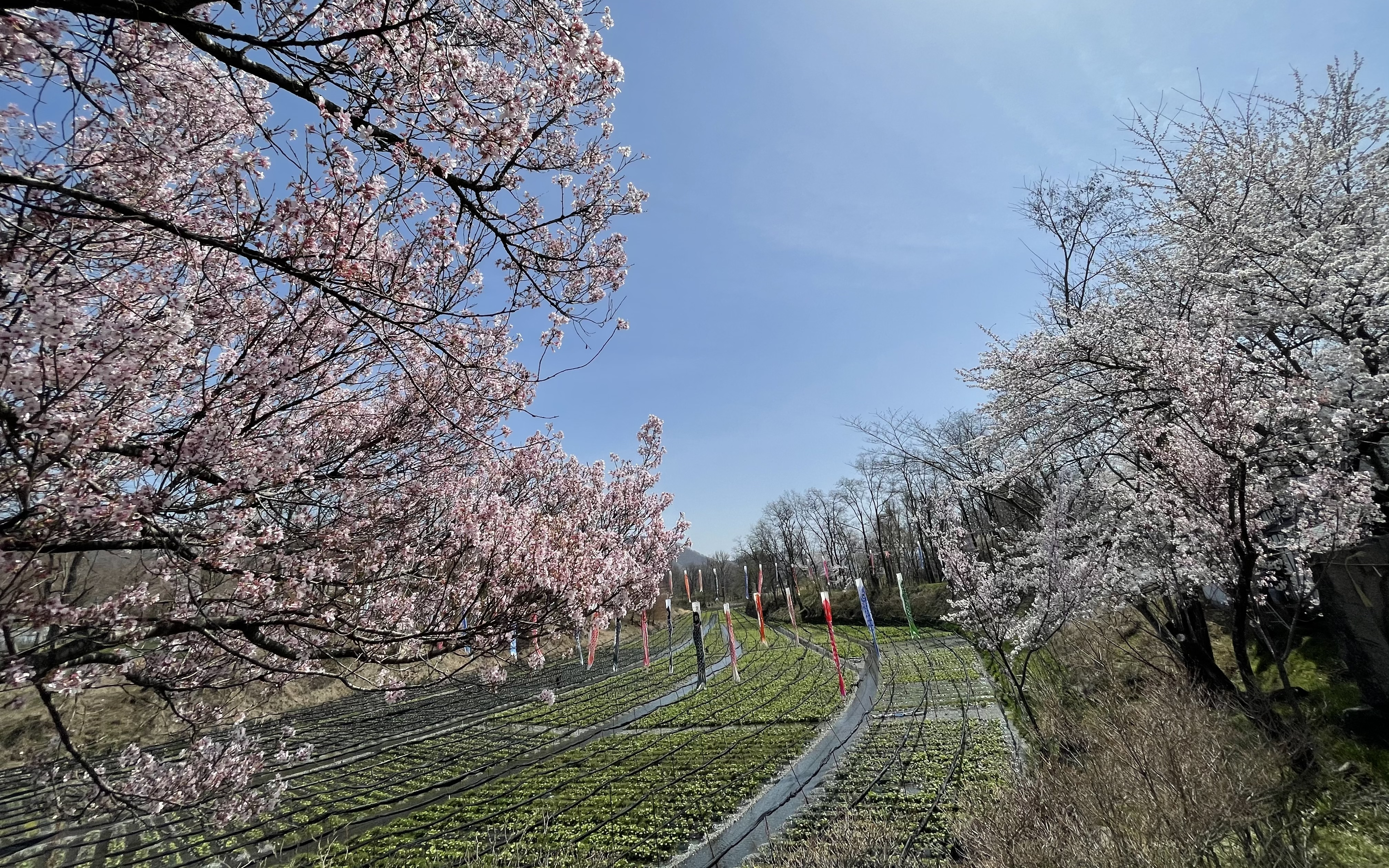 大王わさび農場のこれまでこれから