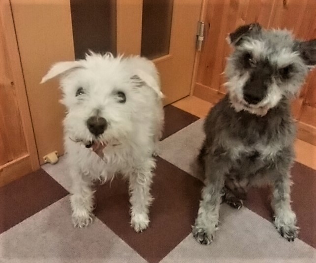 自己紹介と入社の決め手（2021新人の自己紹介#9）