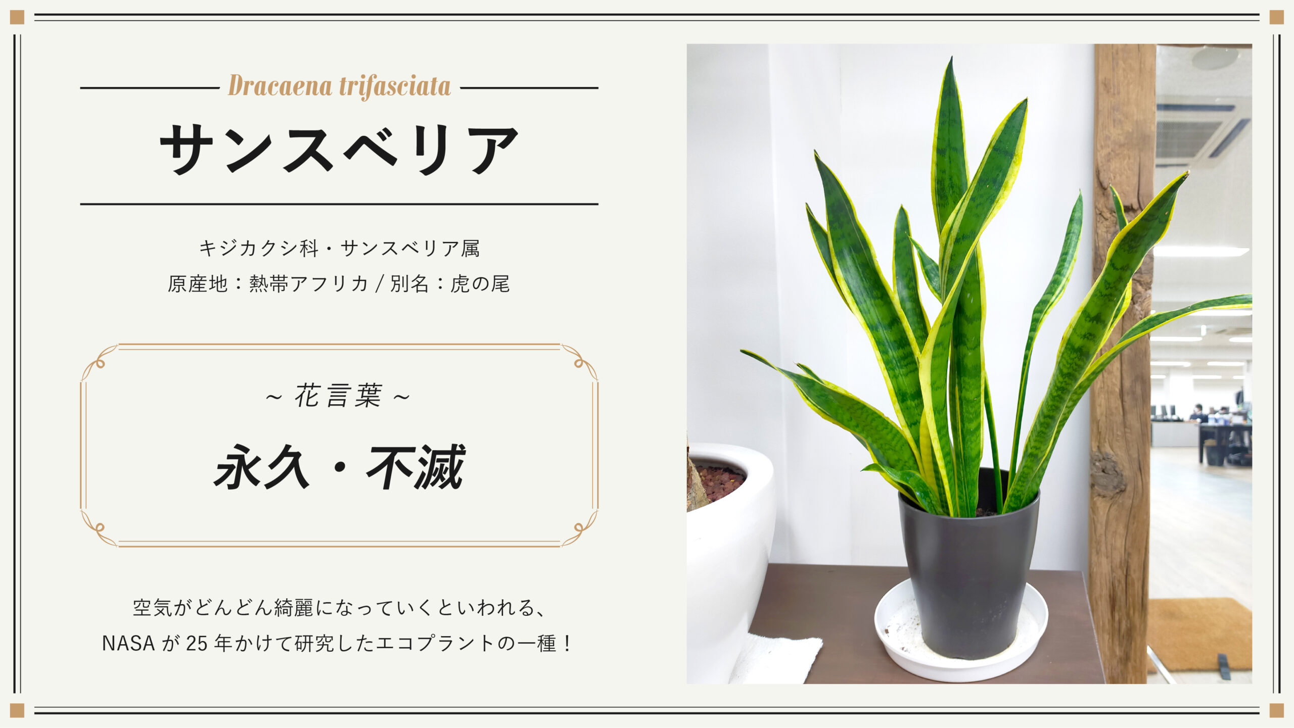 デジタリフト観葉植物図鑑 株式会社デジタリフト