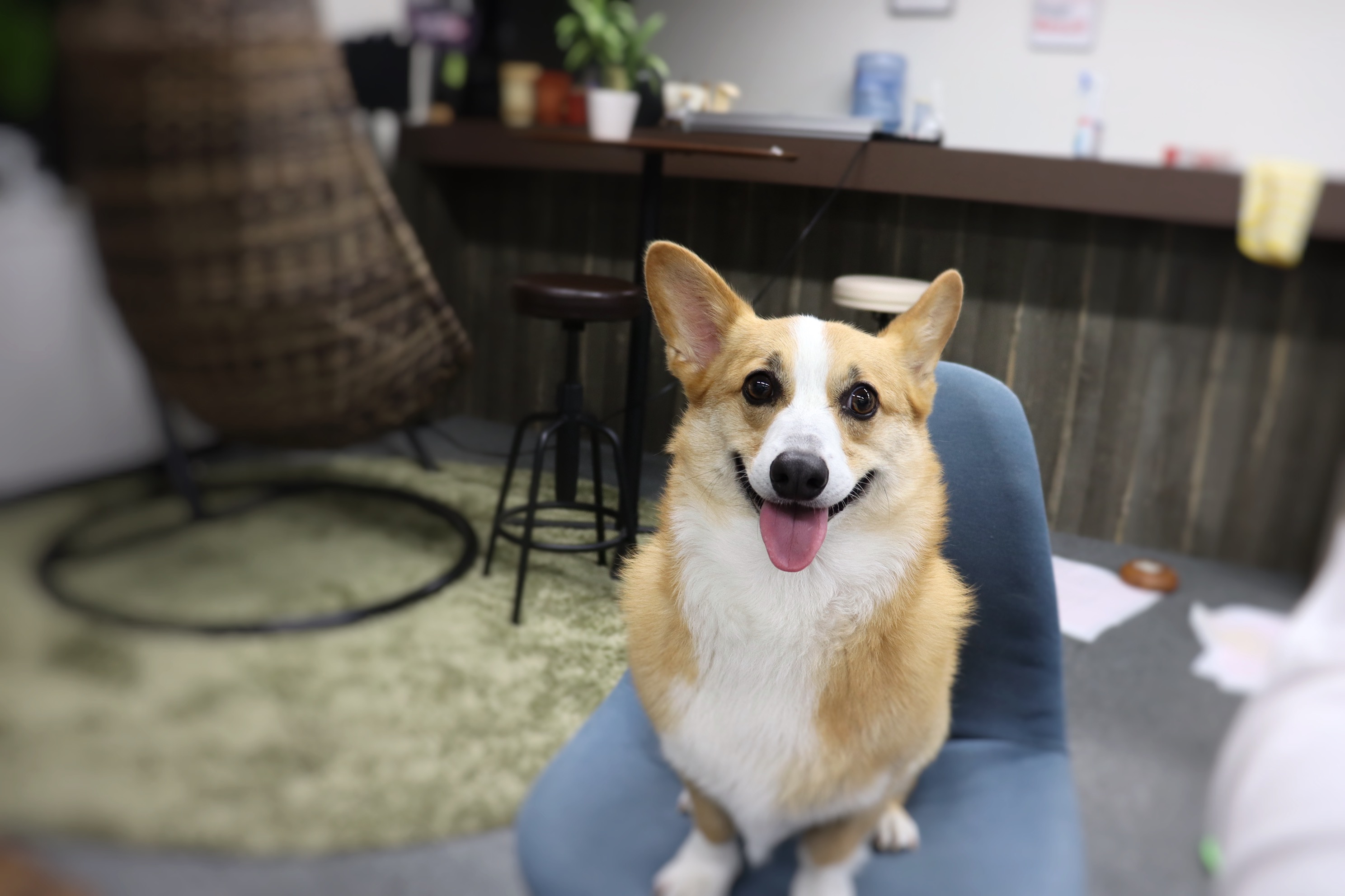 Ptmindのアイドル犬 ミートくん 株式会社ptmind