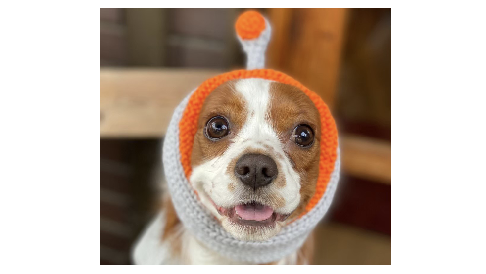 上司の愛犬、小梅ちゃんのために親友とドッグラン作り編
