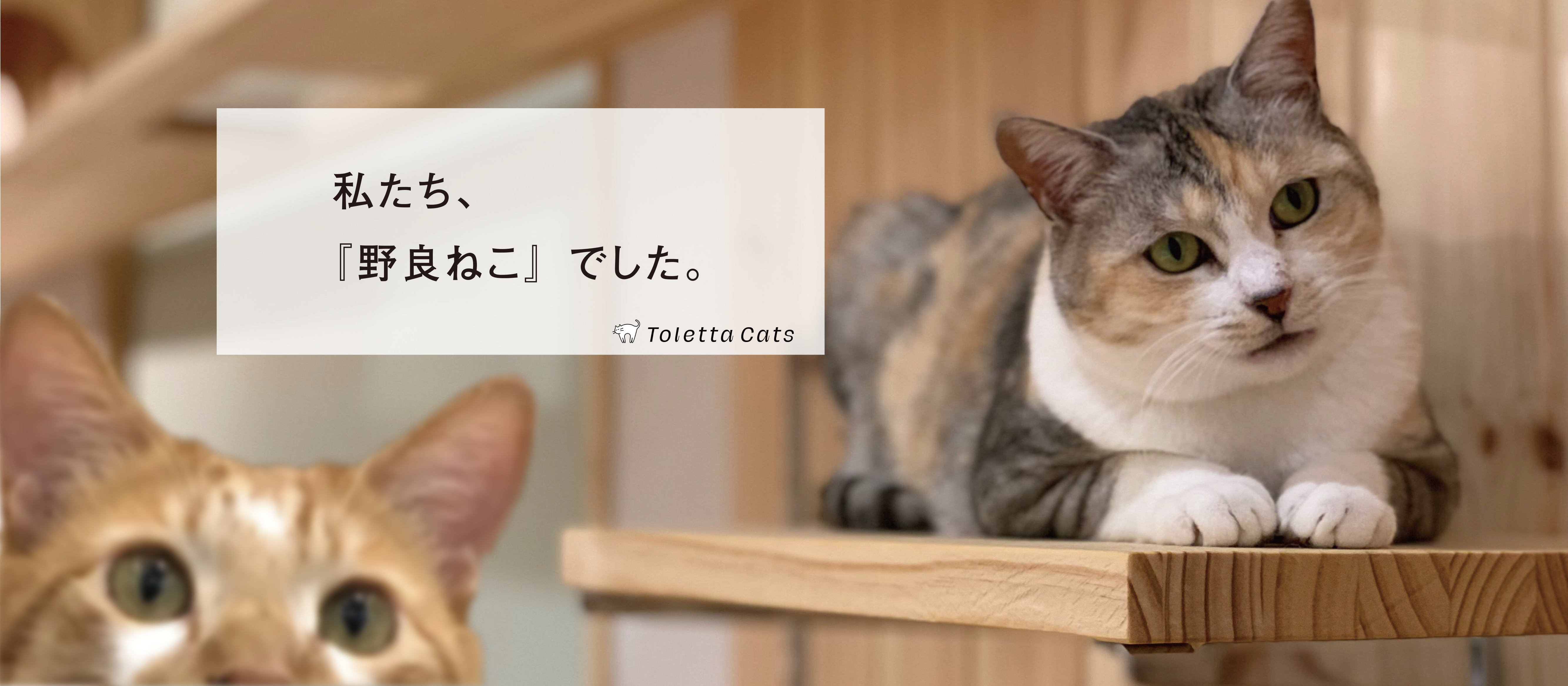 猫と働くオフィス。〜野良から社員になった２頭の猫〜