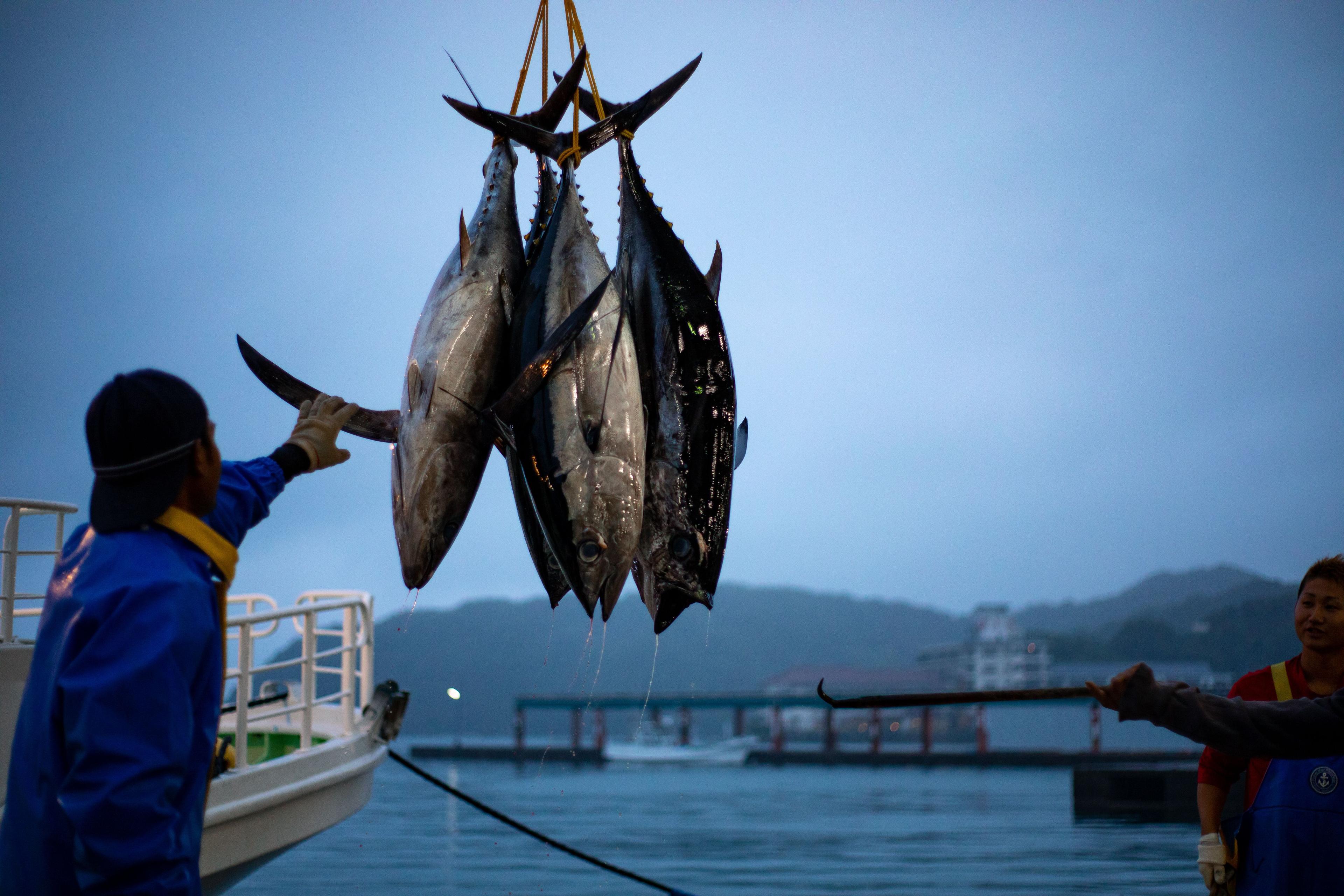 すべてが愛でツナがっている！？弊社のマグロ愛について新入社員の山本が語っちゃいます！前編