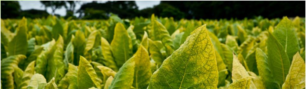 【たばこ事業】事業概要について