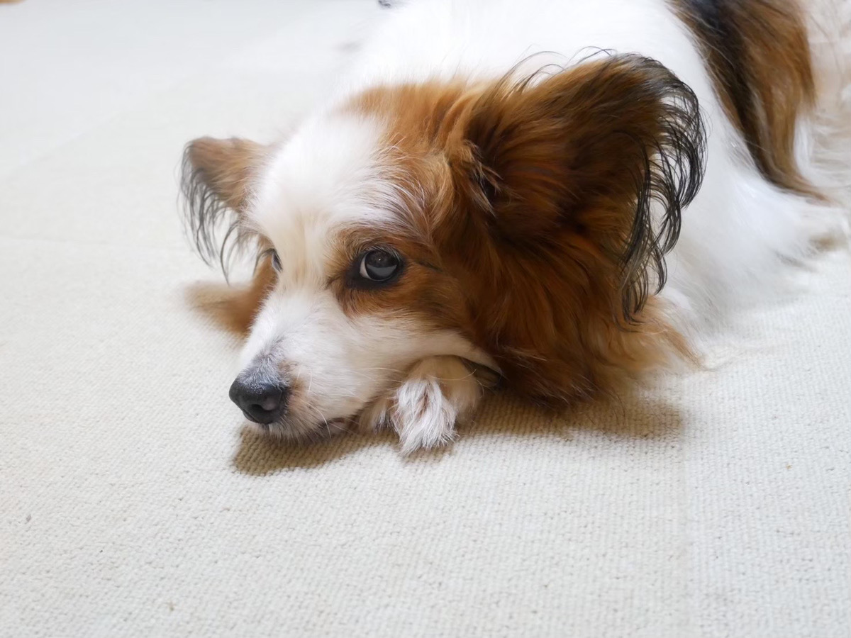 愛しい犬のいる家は、遠かった