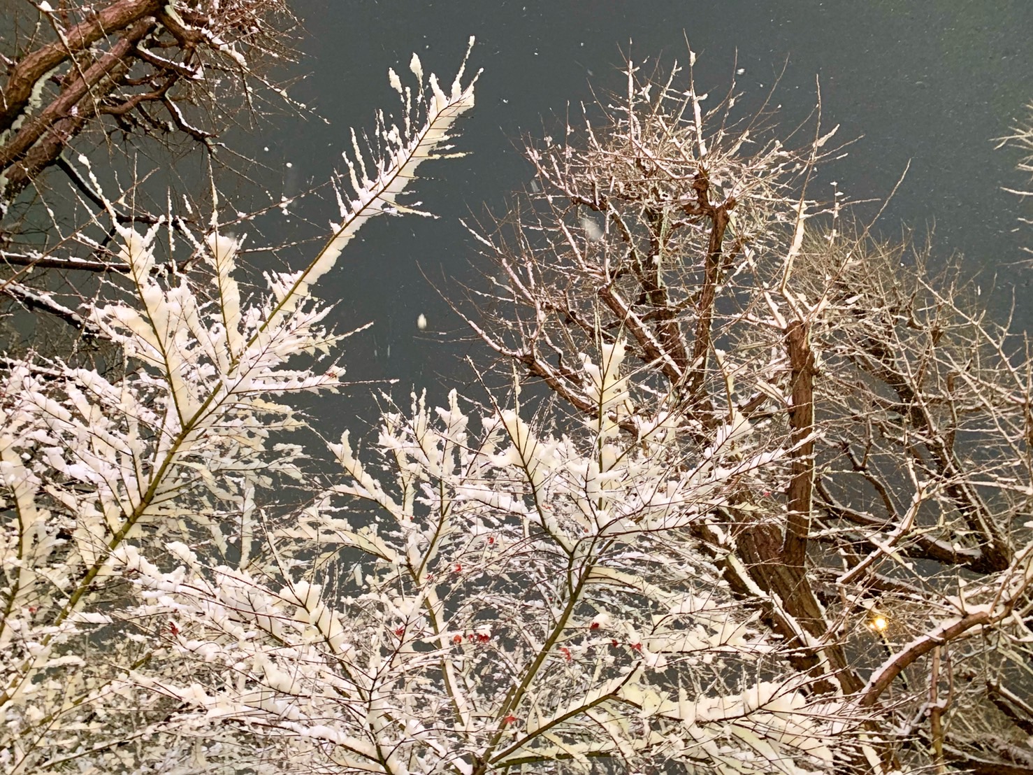 東京にも初雪が！（凍結した地面の歩き方とケアをお伝えします！）