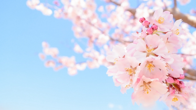 桜の季節