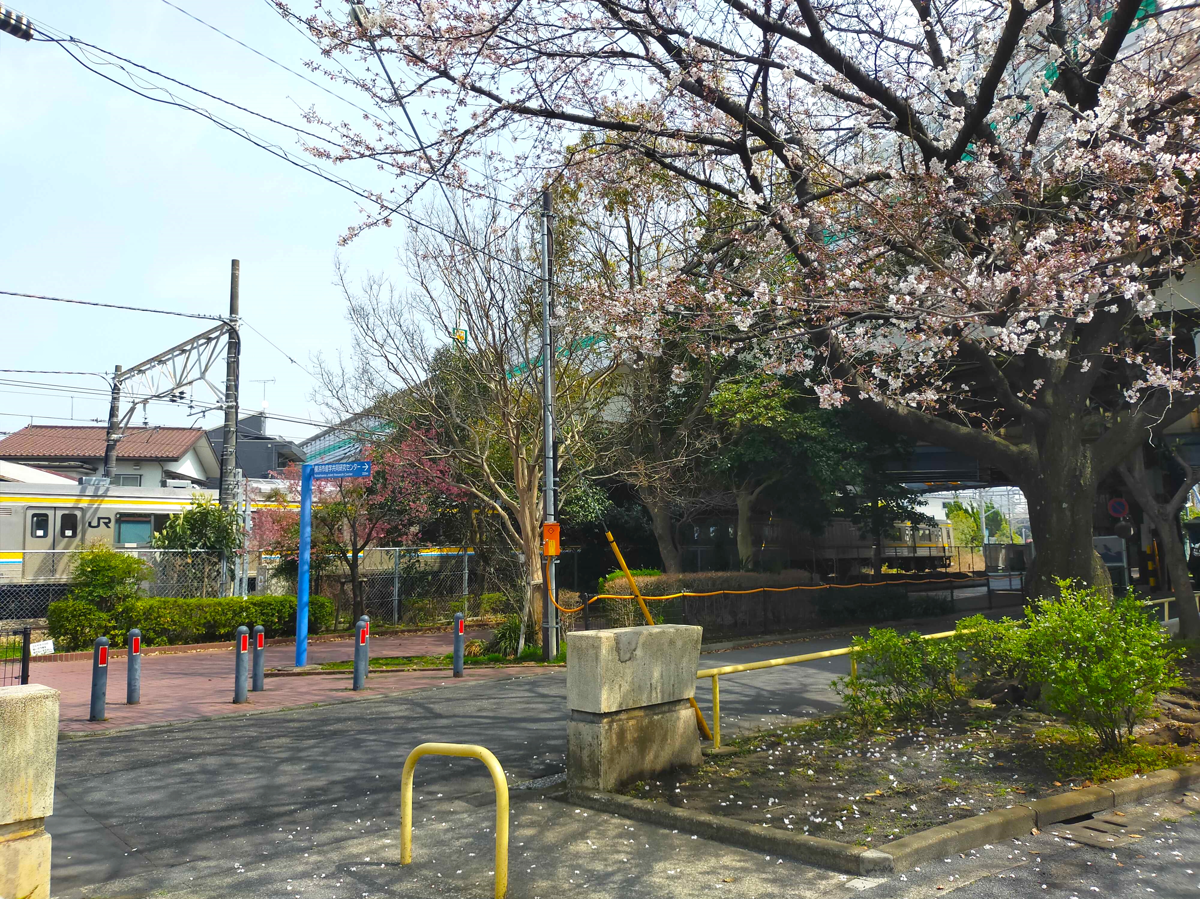 お花見しました♪