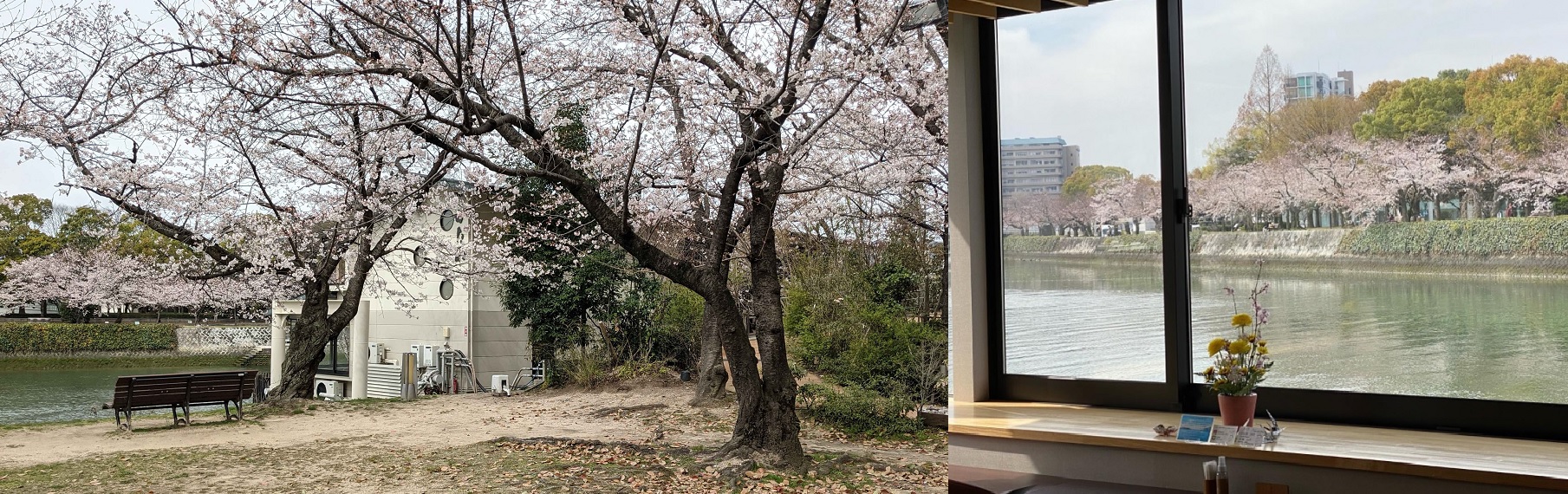 毎日がお花見♪
