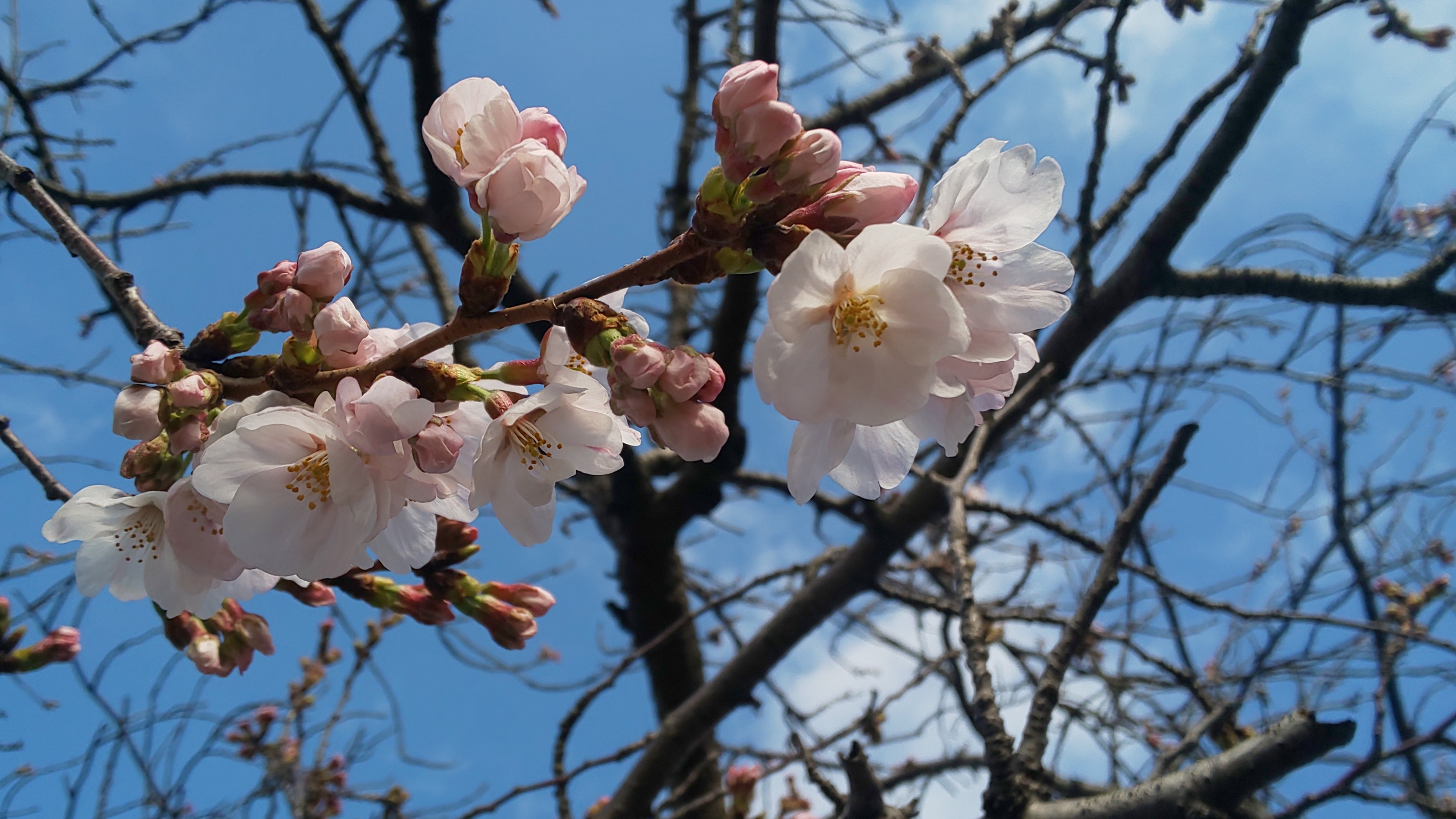 桜、見てますか？