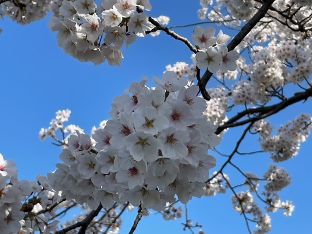 出会いと別れの季節