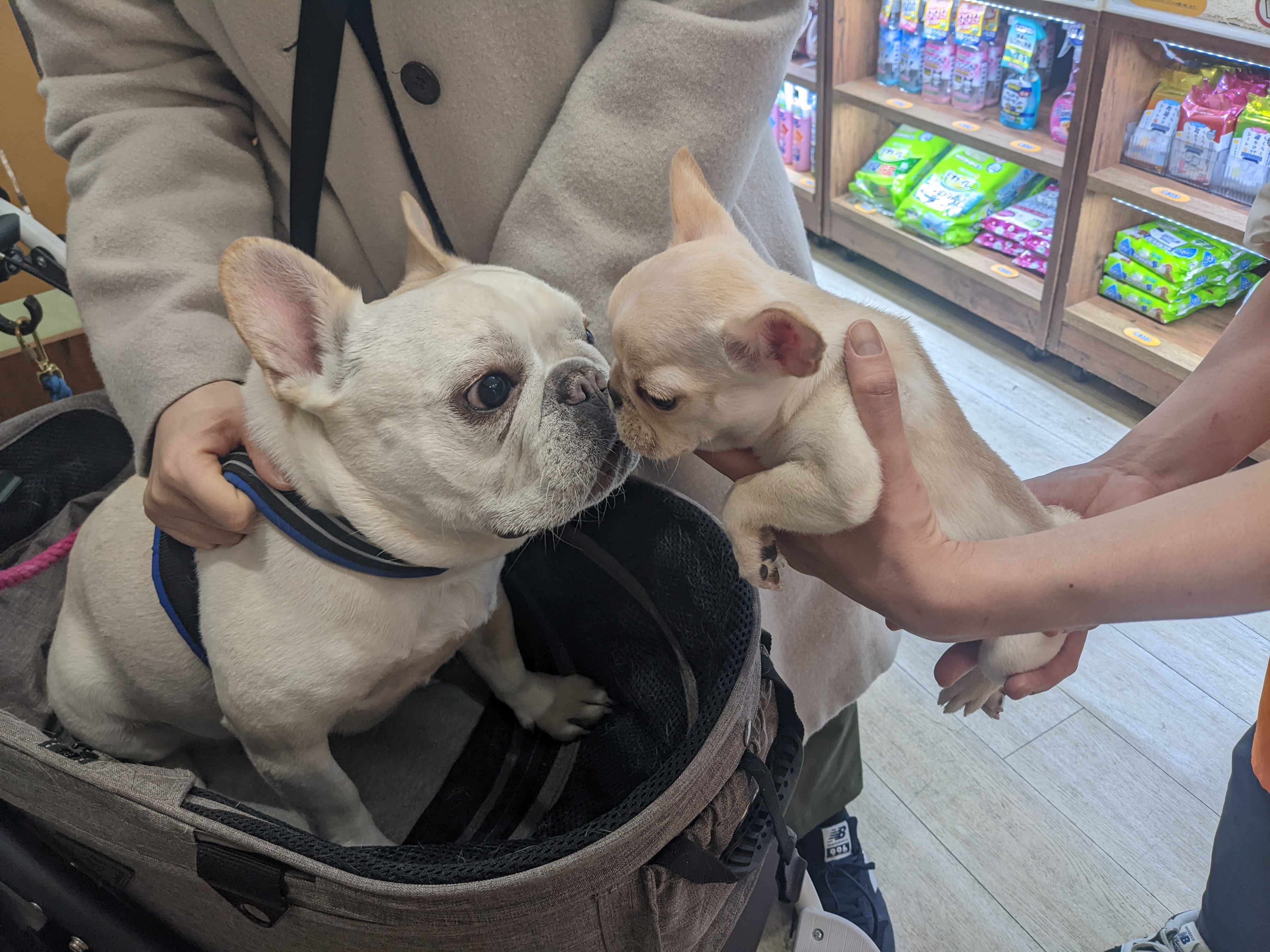 暴れん坊の犬が我が家にやってきた