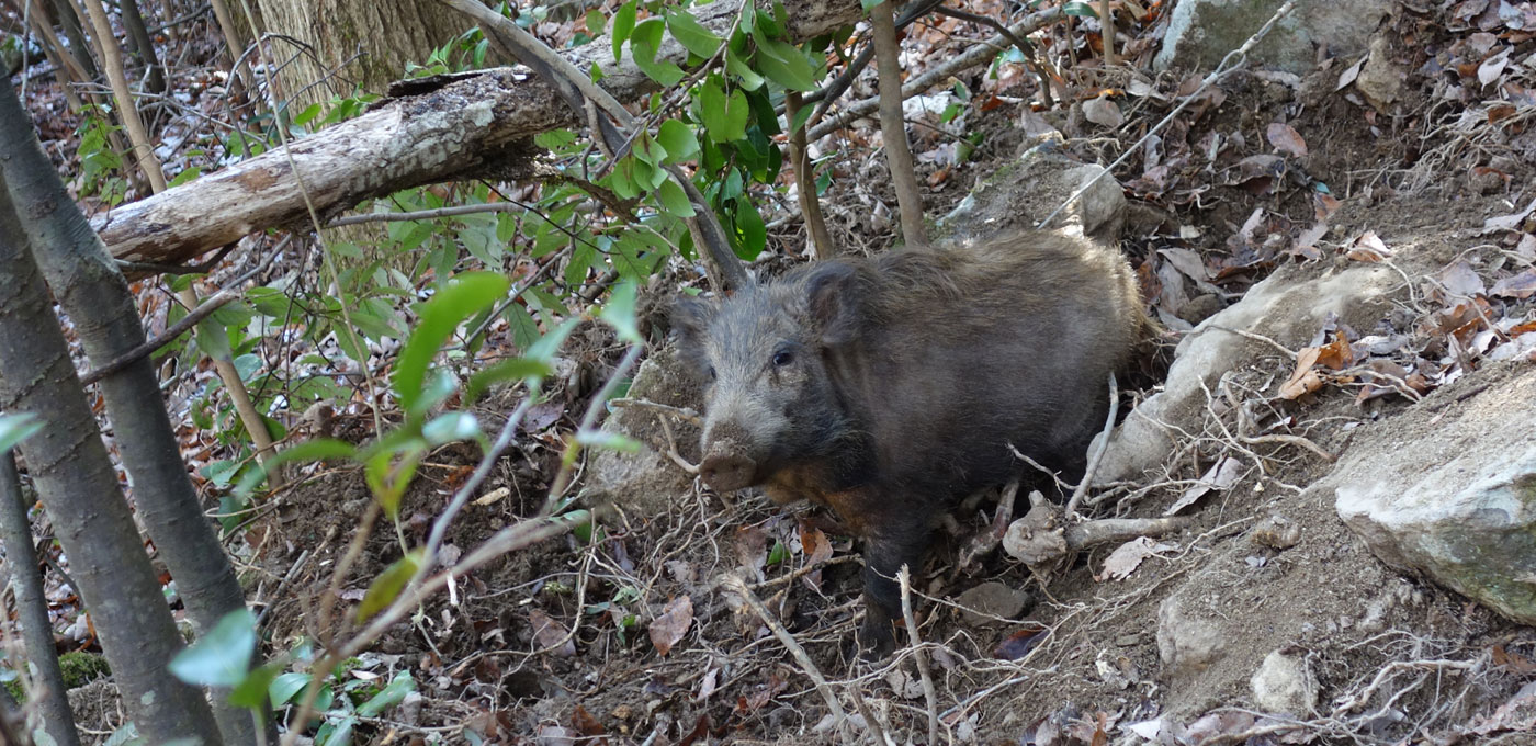 狩猟技術を、どう獲得するか？どう伝えるか？