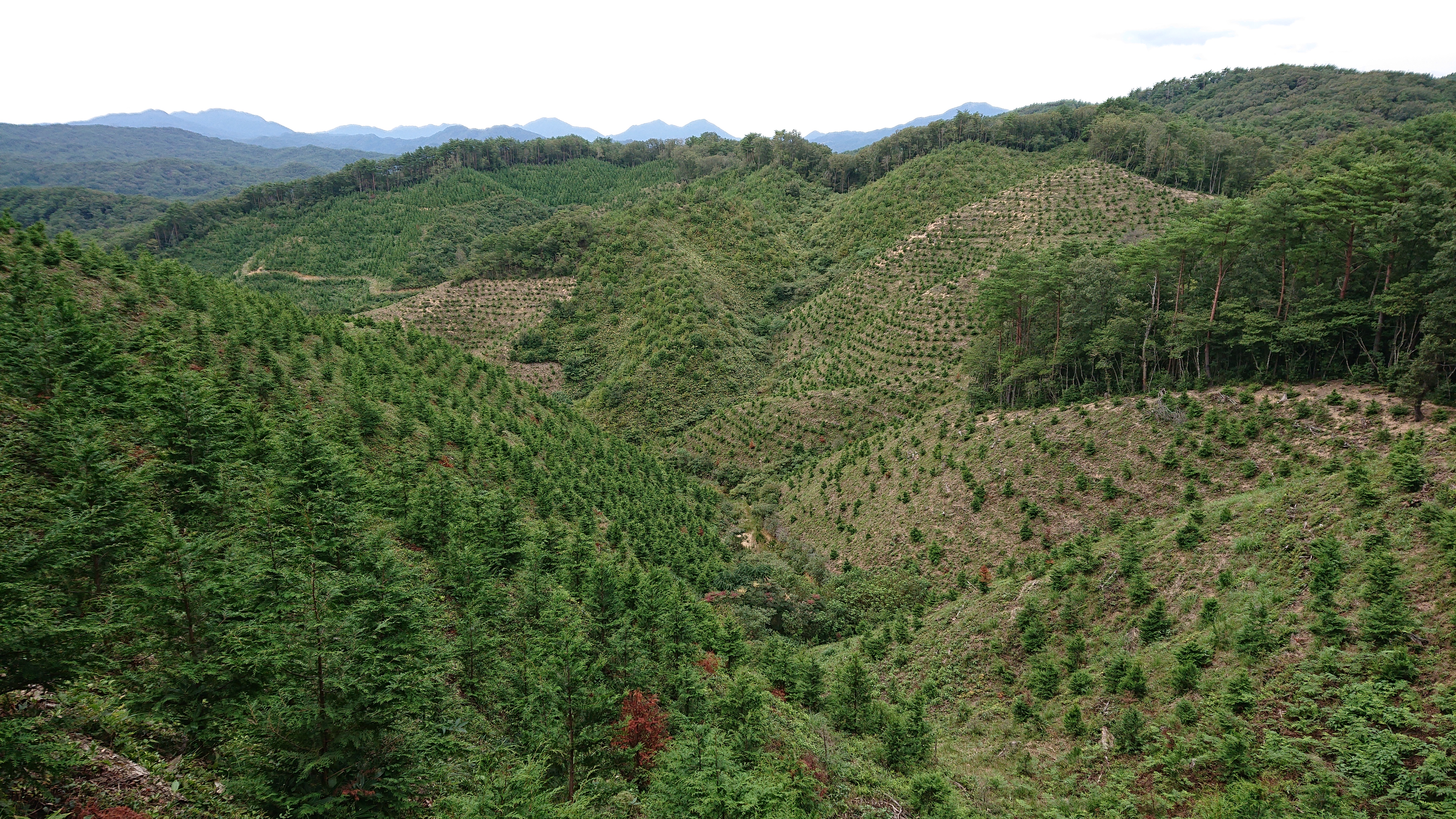 森林管理へのコミット