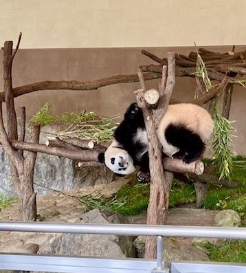 パンダは癒し🐼
