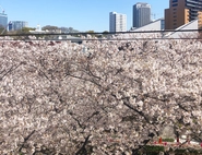 目黒川沿いのオフィスなので春には一面の桜が窓から見渡せます。