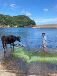 牛がいる生活？！