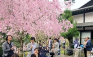 京都の大原にあるゴールドラットのセミナーハウス「楽月庵」。桜が満開の季節に、メンバーが集まり交流を深めます。