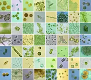 【原料開発】 温泉には多種多様な微生物が存在し、その中には美容や健康の増進に役立つものが含まれます。私たちは泉種・源泉数で世界に誇る別府温泉に生息する有用温泉微生物を探索してきました。200種類以上の温泉微生物を解析した結果、安全性と有効性に秀でた温泉藻RG92と温泉酵母を発見しました。これら温泉微生物の大量培養技術を確立し、化粧品原料や機能性食品原料を開発しました。