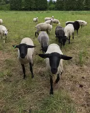 藤里町で元気に育つ羊。地域おこし協力隊員の宮野さんと牧場の代表を務める奥さんが愛情たっぷりに育てています。