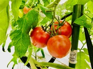 トマトやイチゴ、キュウリ、ナス等の野菜栽培に活用いただいてます