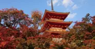 昨年は皆で京都へ行きました！紅葉シーズン真っ只中、とても綺麗な景色を満喫することができました。