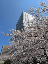 天王洲アイル本社近くは雰囲気もよく、春はきれいな桜が咲きます。