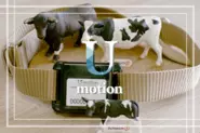 牛に装着されている「U-motion®」
