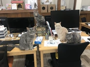 猫会社によくある風景1