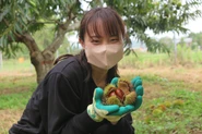 2022年9月に京都府京丹波町で開催したクラチャレでは、丹波栗を収穫しました。