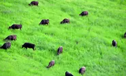 自然の環境で放牧され、牧草のみで飼育された「グラス フェッドビーフ（牧草飼育牛肉）」は、赤身が多く、肉本来の味わいと香りを楽しむことができる。