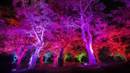 【呼応する森 / Resonating Forest】木々の光は、鑑賞者が近くを通ると、光の色を変化させ色特有の音色を響かせます。そして、その木の光は、放射状に近隣の木々に伝播していきます。伝播した木の光は、同じように音色を響かせながら、次々に隣の木に伝播させ、連続して広がっていきます。