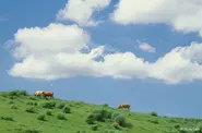 熊本県阿蘇郡、産山村で育てられている「あか牛」は、雄大な自然の中でのびのびと育っています。