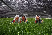 「新緑の季節にお茶摘み体験　～愛知県最高位の園主にお茶をまなぼう～」授業