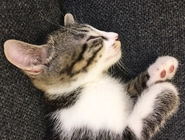 最近入社した猫社員２匹が癒し担当として活躍しています。